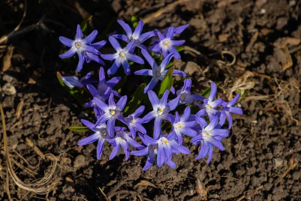 Kar Çiçeklerinin Bir Demet Ihtişamının Üst Görüntüsü Aynı Zamanda Chionodoxa — Stok fotoğraf