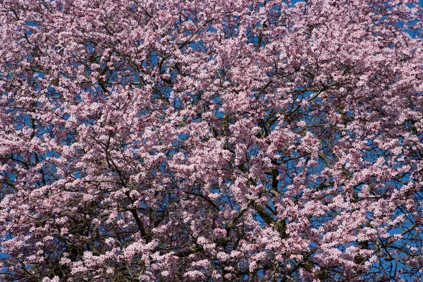 Рожева Вишня Цвіте Блакитному Небі — стокове фото