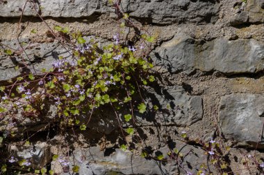 Doğal bir taş duvarda büyüyen Cymbalaria duvar resmi, yaygın olarak kullanılan isimleri de Kolezyum Sarmaşığı, Pennywort, Kenilworth Sarmaşığı veya Zimbelkraut 'tur.