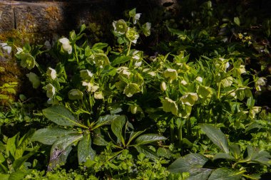 Helleborus Nijer 'in beyaz çiçekleri, ayrıca Lenten Rose veya Nieswurz olarak da bilinir.