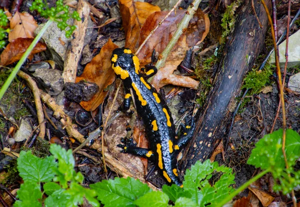 Close up of Fire Salamander crawling through leaves, also called Salamandra salamandra or Feuersalamander