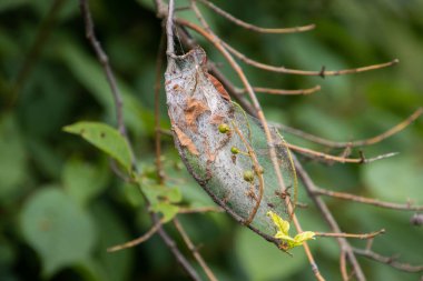 Elma ermin güvesinin ipek ağı, Yponomeuta malinellus veya Apfel Gespinstmotte olarak da bilinir.