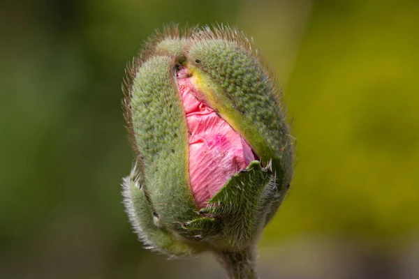 양귀비의 꽃봉오리의 Papaver Orientale — 스톡 사진