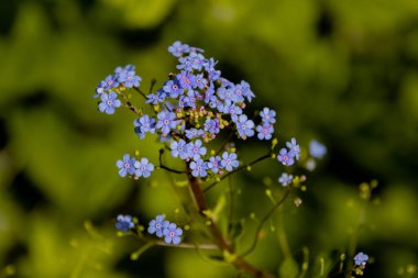 Mavi çiçekleri unutma, ayrıca Myosotis decumbens veya Vergissmeinnicht olarak da bilinir.