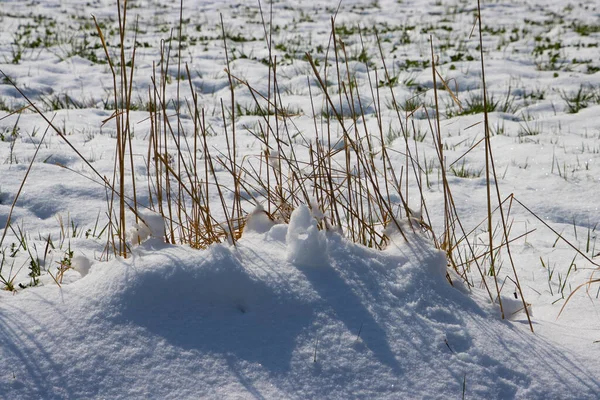 Pena Marrom Seco Cana Grama Neve — Fotografia de Stock