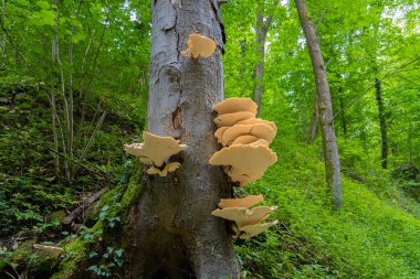 Ağacın üzerinde yetişen turuncu mantar, laetiporus sülfür olarak da bilinir.