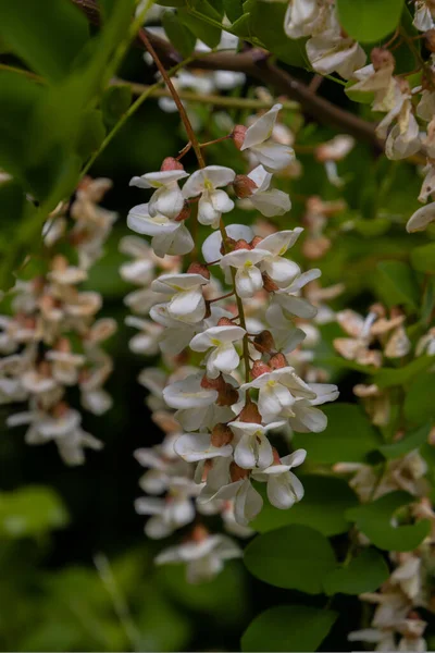 Nahaufnahme Einer Robinienblüte Auch Robinienbaum Oder Robinienpseudoacacia Genannt — Stockfoto