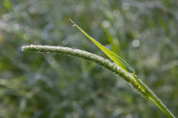 Close Timothy Grass Dewdrops Copy Space Phleum Pratense — Stock Photo, Image