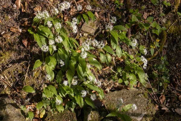 Flores Blancas Ajo Silvestre También Llamadas Allium Ursinum — Foto de Stock