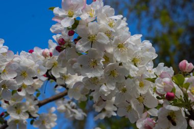 Kırmızı bir elma ağacının çiçekleri, ruber gümrük, noel elması veya zierapfel olarak da adlandırılan süs elması.