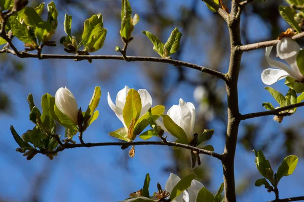 White Blooming Magnolia Flower Sunny Day — Stock Photo, Image