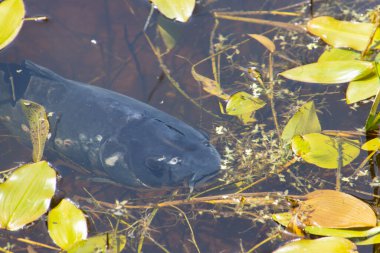 Bitkilerle kaplı bir gölde sazan balığı.