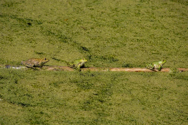Три Лягушки Сидят Деревянном Столбе — стоковое фото