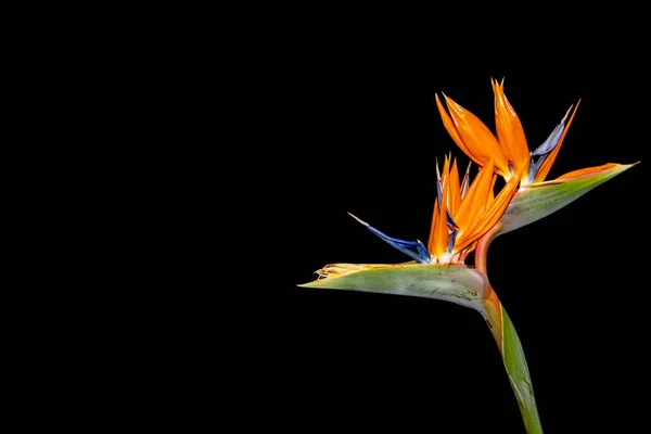 黒の背景に隔離されたクレーンの花 また楽園の鳥として知られている Isigude Strelitzia ReginaeまたはStrelitzie — ストック写真