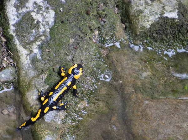 Κοντινό Πλάνο Του Fire Salamander Σέρνεται Μέσα Από Βράχους Που — Φωτογραφία Αρχείου