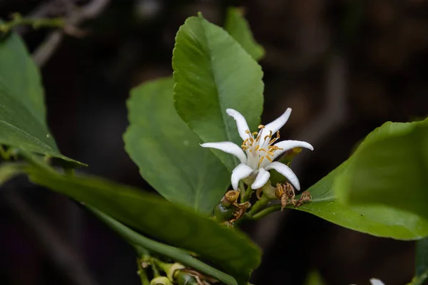 Primer Plano Una Flor Limón Blanca También Llamada Citrus Limon —  Fotos de Stock