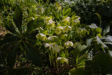 Helleborus Nijer 'in beyaz çiçekleri, ayrıca Lenten Rose veya Nieswurz olarak da bilinir.