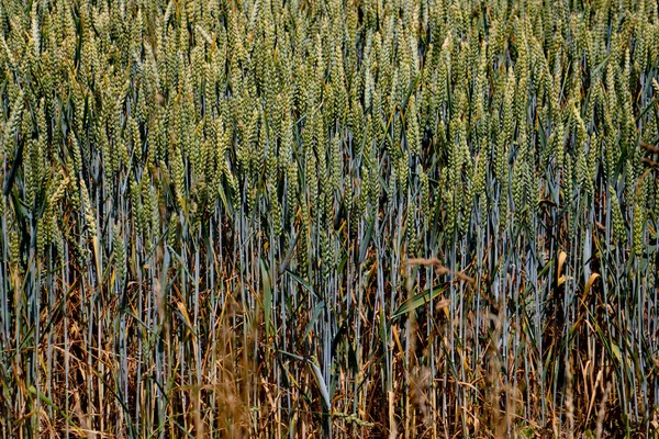 Close Green Wheat Field Background — Stock fotografie