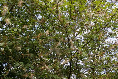 Elma ermin güvesinin ipek ağı, Yponomeuta malinellus veya Apfel Gespinstmotte olarak da bilinir.