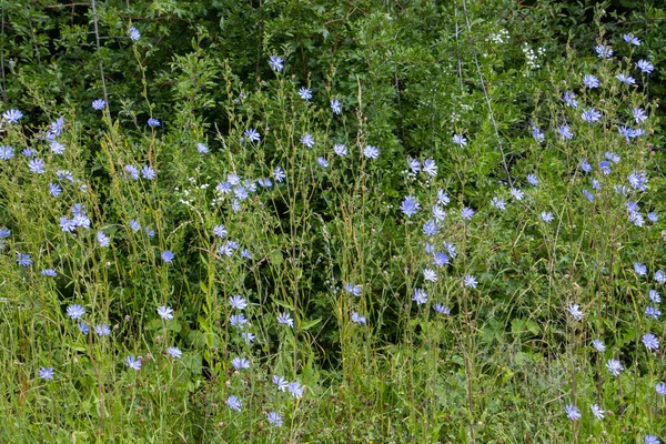 Blauwe Bloemen Van Gewone Cichorei Ook Wel Cichorium Intybus Wegwarte — Stockfoto