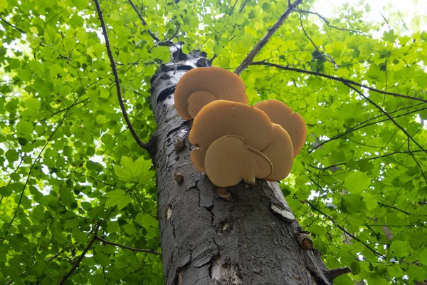 Fungo Colchete Laranja Crescendo Uma Árvore Também Chamada Laetiporus Sulphureus — Fotografia de Stock