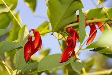 Bir mercan ağacının kırmızı çiçekleri, Erythrina christa galli ya da Korallenbaum olarak da bilinir.
