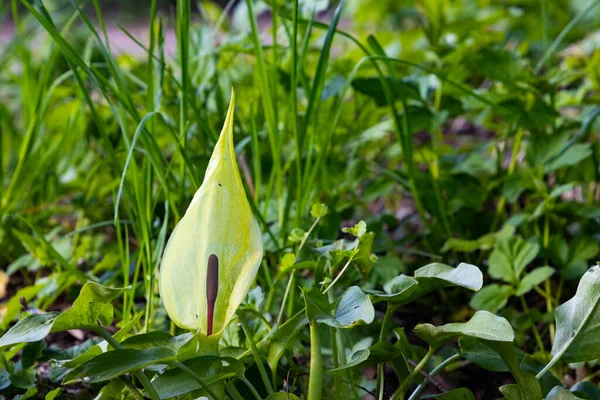 Blüte Von Arum Maculatum Frühling — Stockfoto