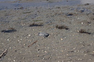 Footprints in the mud of the wadden sea at low tide