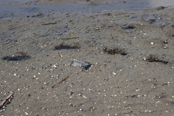 Footprints in the mud of the wadden sea at low tide