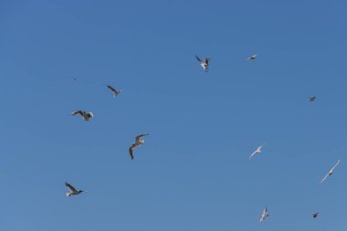 Flock of Seagulls flying on blue sky background
