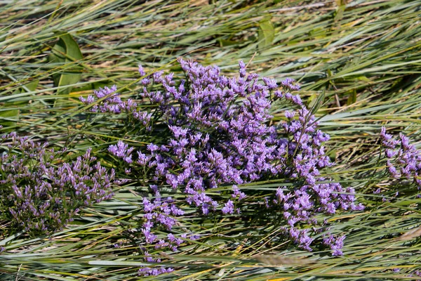 Common Sea Lavender Also Called Limonium Vulgare Strandflieder — Zdjęcie stockowe