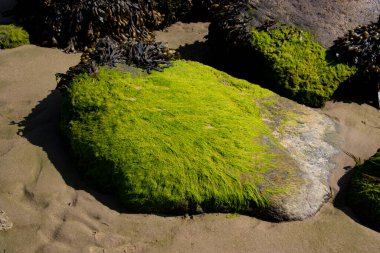 Rock covered with green algae on the beach