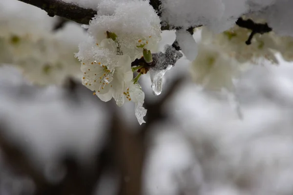 Close up of Cherry blossoms covered with snow