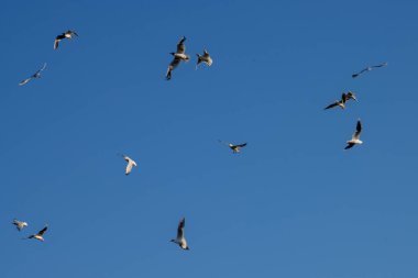 Flock of Seagulls flying on blue sky background