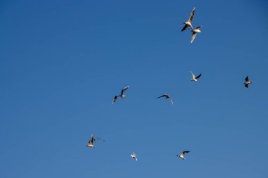 Flock of Seagulls flying on blue sky background