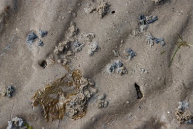 Coiled sand castings of a lugworm, arenicola marina
