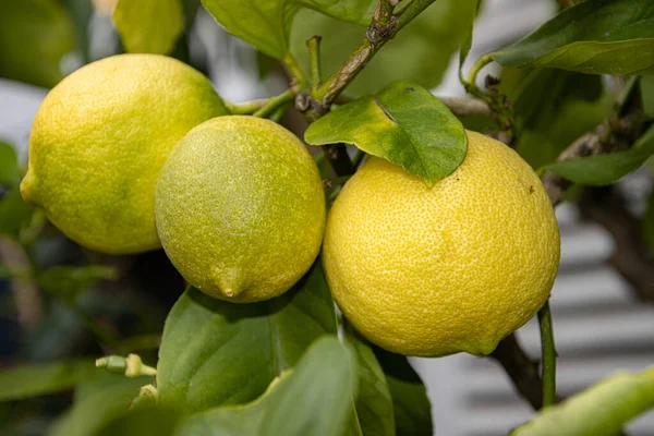 Lemons hanging on a lemon tree branch