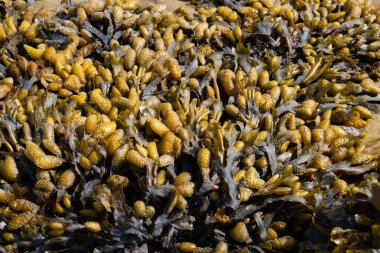 Spiral wrack seaweed growing on a beach, Fucus spiralis