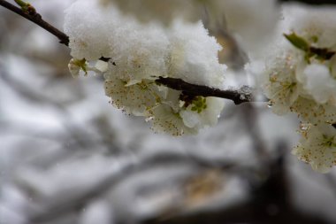 Karla kaplı kiraz çiçeklerine yaklaş