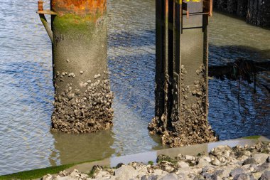 Metal pole in the water covered with oysters