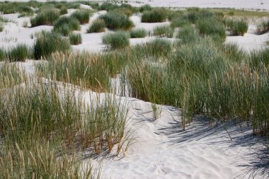 Amrum adasındaki kum manzarası