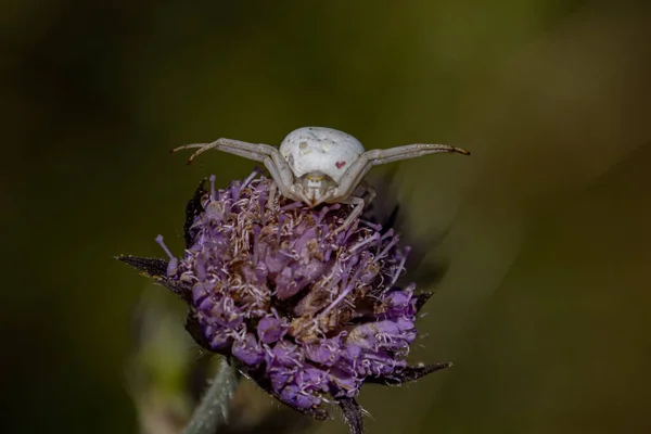 Λευκή Αράχνη Καβουριών Που Περιμένει Λεία Της Ένα Λουλούδι Μισουμένα — Φωτογραφία Αρχείου