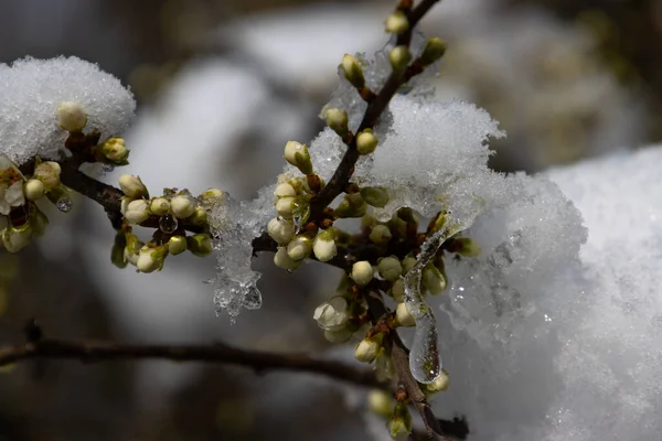 Flower Buds Blackthorn Bush Covered Snow Ice — Stock Photo, Image