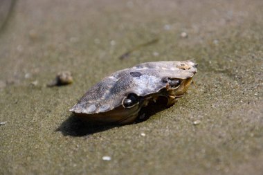 Ölü bir yengecin kumdaki kabuğu