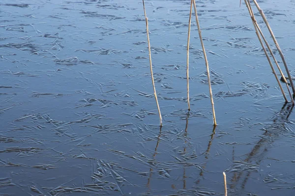 겨울에 호수에서 과마른 — 스톡 사진