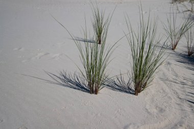 Kopyalama alanı olan bir kum tepeciğinde bir tutam ot