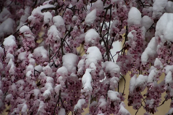 Cherry blossoms covered with snow