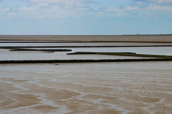 Wood barrier for land reclamation in the wadden sea, north sea Germany