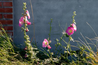 Güneşli bir günde pembe bir çiçek açar.
