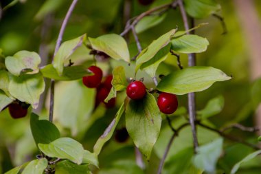 Kırmızı ve olgun kornelian kirazına yakın, ayrıca Cornus mas olarak da bilinir.